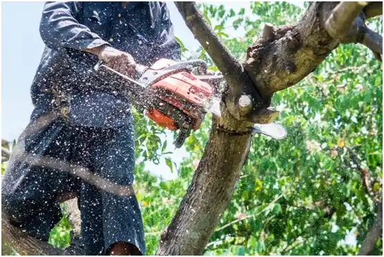 tree services Copeland